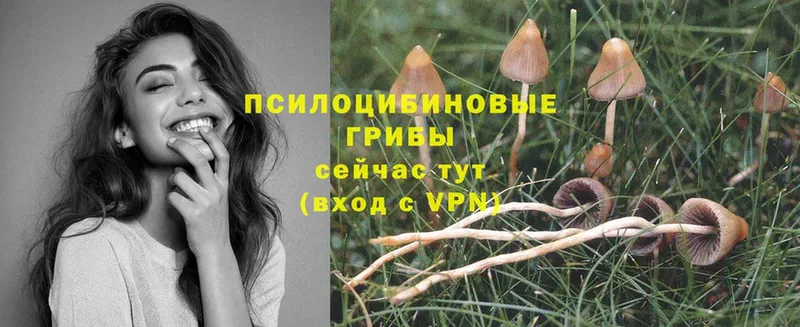 купить   Майский  Псилоцибиновые грибы Cubensis 